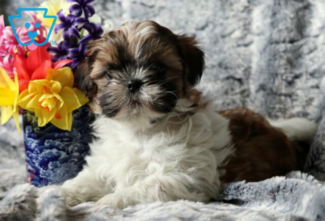 Sammy SHih Tzu2 image