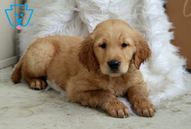 Samson Golden2 image