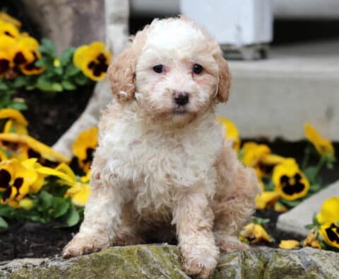 Sandy Mini Poodle
