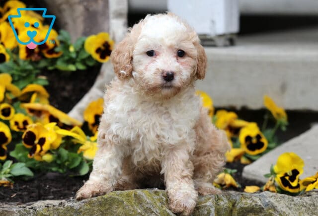Sandy Mini Poodle image