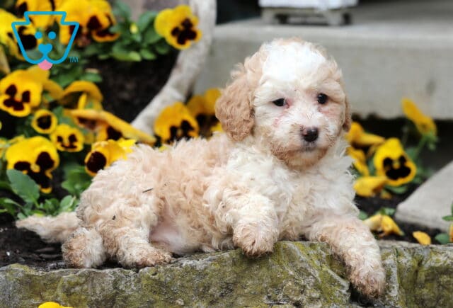Sandy Mini Poodle2 image