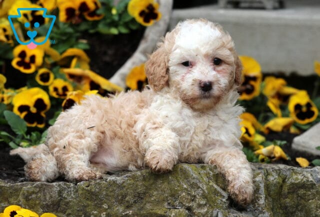 Sandy Mini Poodle3 image
