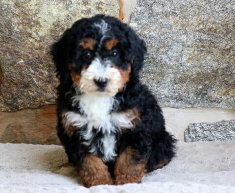 A fluffy Mini Bernedoodle puppy with a curly black, white, and tan coat sits on a soft beige blanket in front of a rustic stone wall, gazing calmly at the camera.