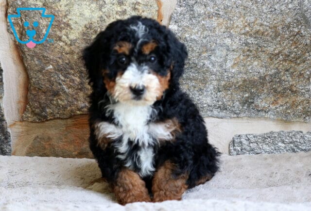 A fluffy Mini Bernedoodle puppy with a curly black, white, and tan coat sits on a soft beige blanket in front of a rustic stone wall, gazing calmly at the camera. image