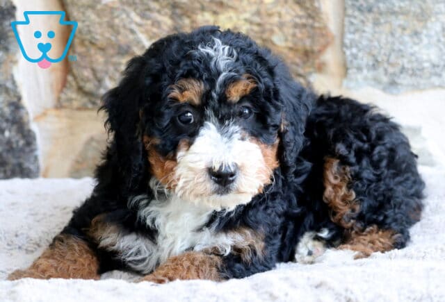 A curly-coated Mini Bernedoodle puppy with a white snout, tan eyebrows, and black fur lies on a soft light blanket in front of a textured stone wall, gazing sweetly at the camera. image
