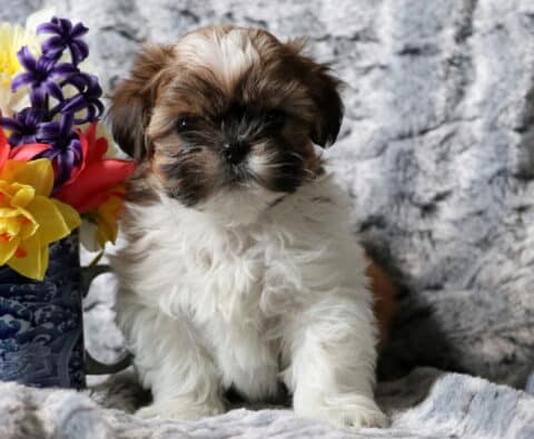 Shaggy Shih Tzu