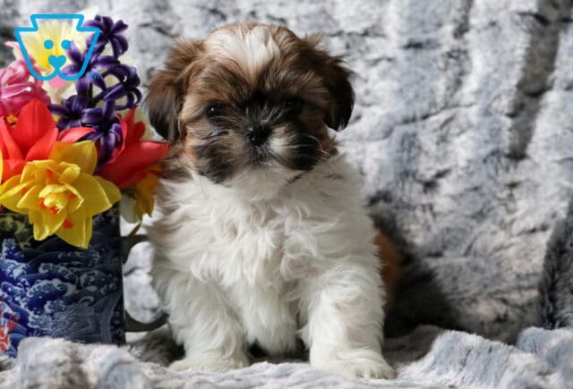 Shaggy Shih Tzu image