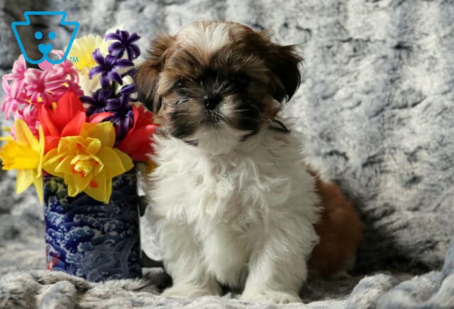 Shaggy Shih Tzu2 image