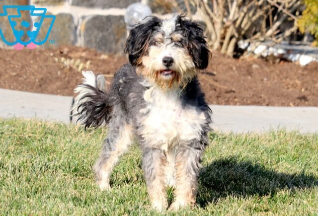 Shilah Mini Bernedoodle Alvin Stoltzfus image