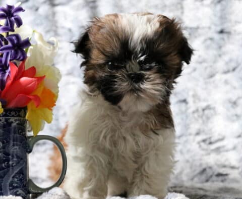 Shilo SHih Tzu