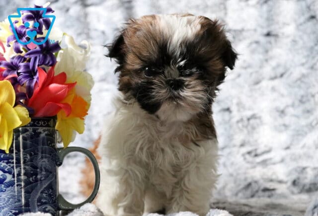 Shilo SHih Tzu image