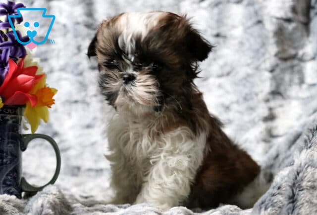 Shilo SHih Tzu2 image