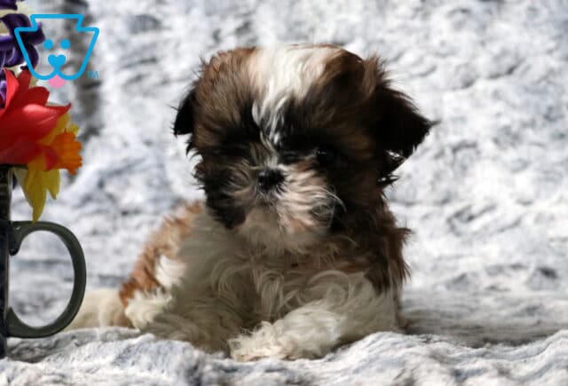 Shilo SHih Tzu3 image