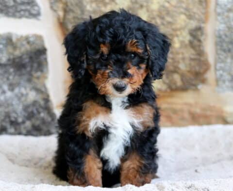 A small Mini Bernedoodle puppy with tightly curled black, brown, and white fur sits upright on a cozy light blanket, framed by a rugged stone wall in the background.