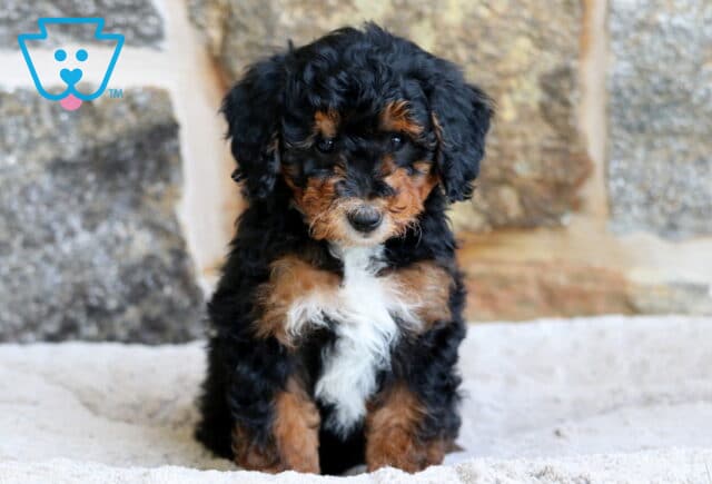 A small Mini Bernedoodle puppy with tightly curled black, brown, and white fur sits upright on a cozy light blanket, framed by a rugged stone wall in the background. image
