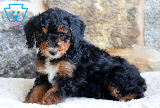 A tricolor Mini Bernedoodle puppy with curly black fur, rust-colored markings, and a white chest lounges on a soft cream blanket in from of a textured stone wall. image