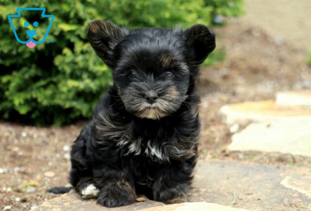 Sky Yorkiepoo image