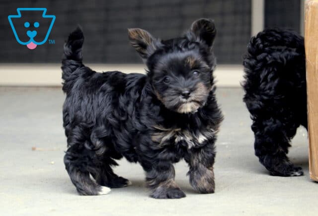 Sky Yorkiepoo2 image