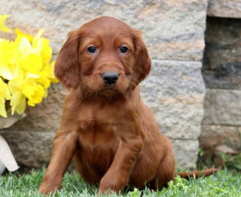Sonny Setter