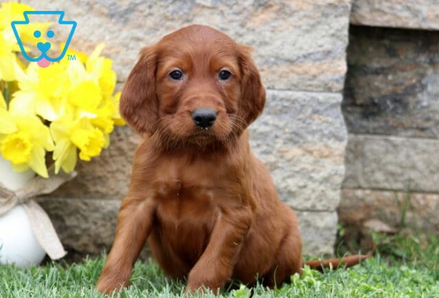 Sonny Setter image