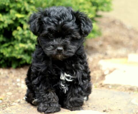 Sonny Yorkiepoo