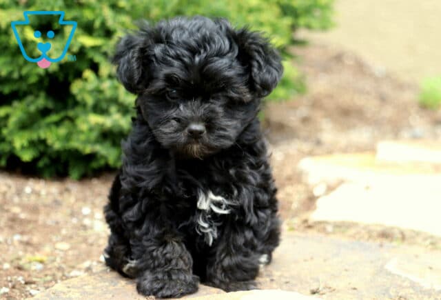 Sonny Yorkiepoo image