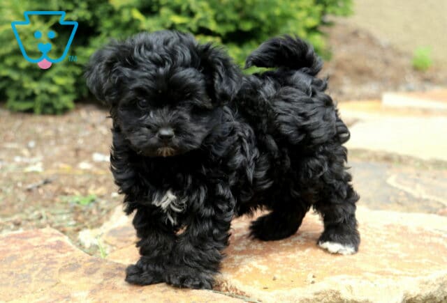 Sonny Yorkiepoo2 image
