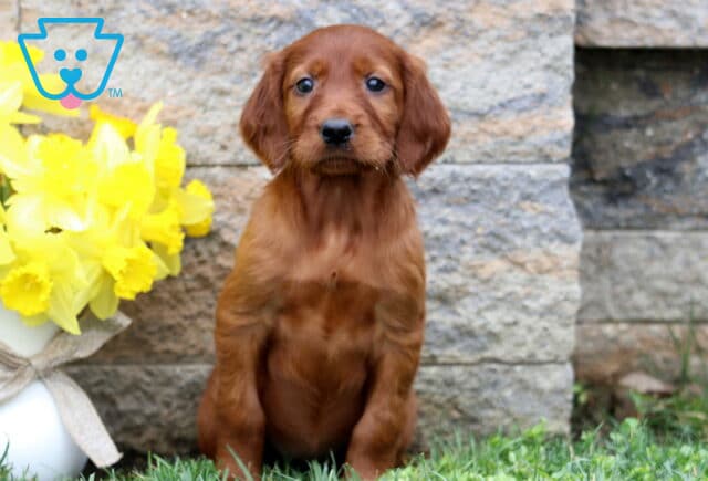 Sophia Setter image
