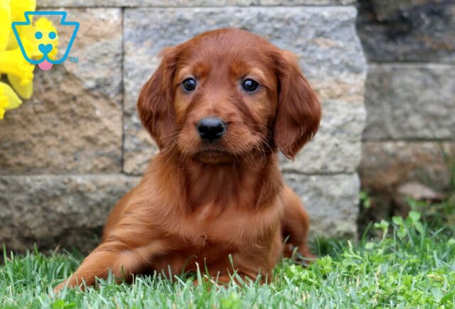 Sophia Setter2 image