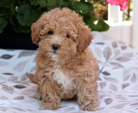 Sophie Bichpoo