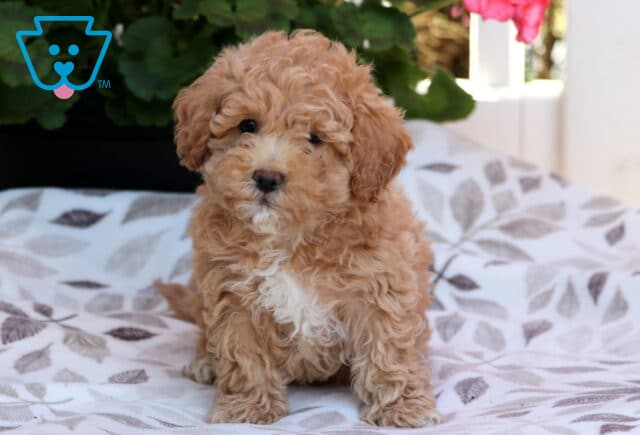 Sophie Bichpoo image