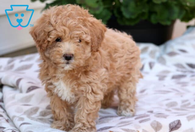 Sophie Bichpoo2 image