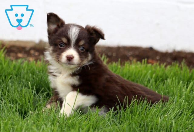 Sophie Mini Australian Shepherd image