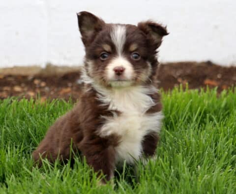Sophie Mini Australian Shepherd2
