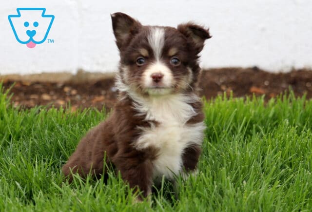 Sophie Mini Australian Shepherd2 image