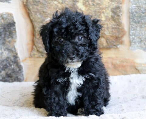 A Mini Bernedoodle puppy with soft black curls and a white patch on its chest sits on a cozy cream blanket, posed in front of a background of rustic stone bricks.