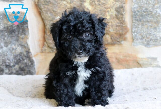 A Mini Bernedoodle puppy with soft black curls and a white patch on its chest sits on a cozy cream blanket, posed in front of a background of rustic stone bricks. image