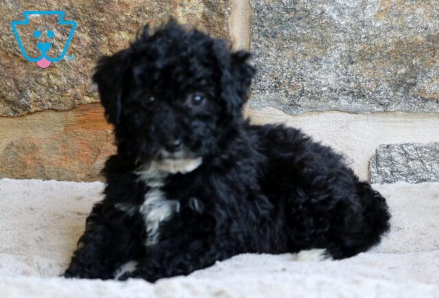 A black Mini Bernedoodle puppy with a fluffy coat and white markings on its chest lies on a soft beige blanket, with a rugged stone wall as the backdrop. image