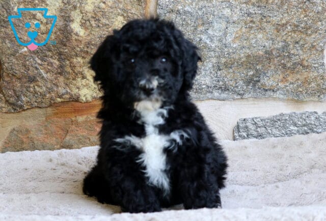 A black Mini Bernedoodle puppy with a fluffy coat and a bold white blaze on its chest sits upright on a soft beige blanket, framed by a textured stone wall. image