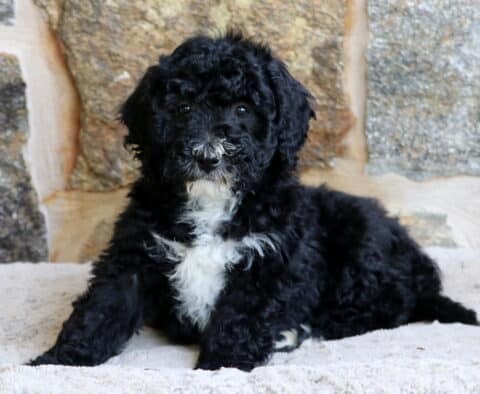 A relaxed Mini Bernedoodle puppy with a curly black coat and a white chest patch lies on a light blanket in front of a rustic stone wall, looking calmly ahead.