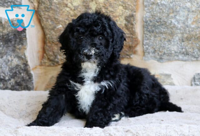 A relaxed Mini Bernedoodle puppy with a curly black coat and a white chest patch lies on a light blanket in front of a rustic stone wall, looking calmly ahead. image