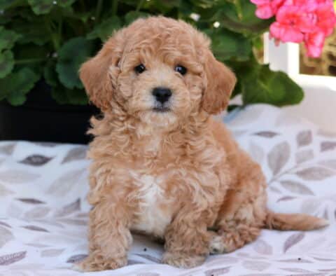 Spunky Bichpoo