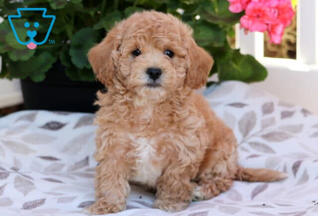 Spunky Bichpoo image
