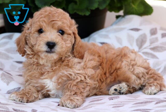 Spunky Bichpoo2 image