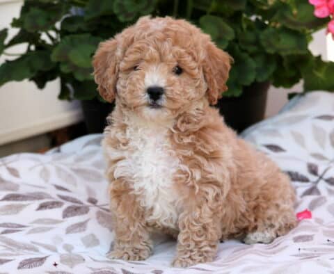 Star Bichpoo