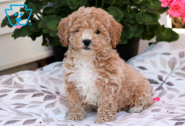 Star Bichpoo image