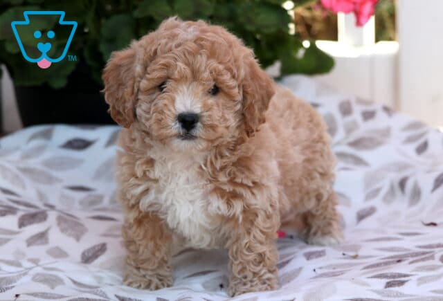 Star Bichpoo2 image