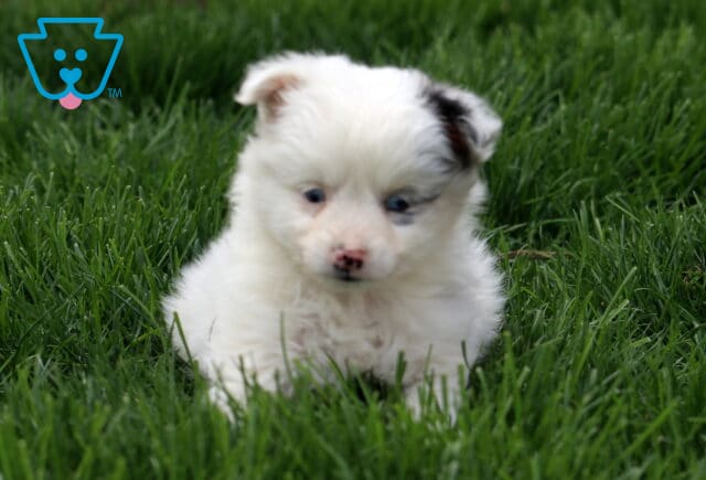 Star Mini Australian Shepherd image