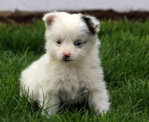 Star Mini Australian Shepherd2
