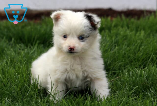 Star Mini Australian Shepherd2 image